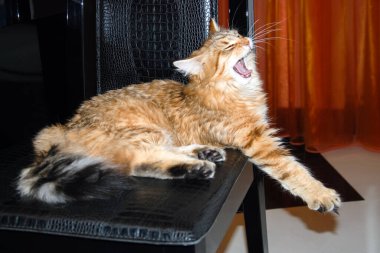 bir kedi, güzel kabarık bir evcil hayvan. Kitty