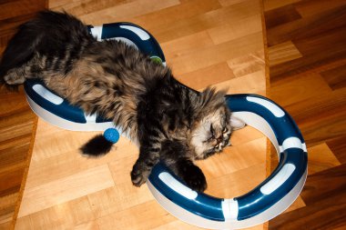 bir kedi, güzel kabarık bir evcil hayvan. Kitty