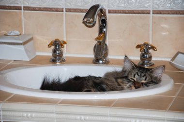 bir kedi, güzel kabarık bir evcil hayvan. Kitty