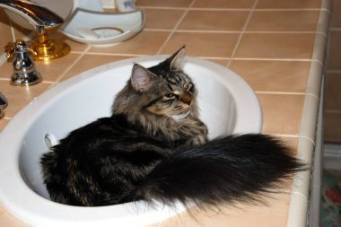 bir kedi, güzel kabarık bir evcil hayvan. Kitty