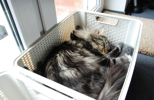 Katten Lieve Pluizige Huisdieren Het Dagelijks Leven Van Kat — Stockfoto