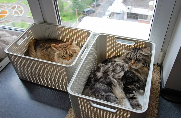 Katten Lieve Pluizige Huisdieren Het Dagelijks Leven Van Kat — Stockfoto