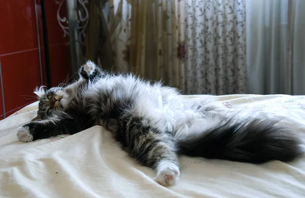Macskák Kedves Bolyhos Háziállatok Macska Mindennapi Élete — Stock Fotó