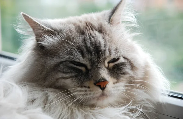 Кошки Милые Пушистые Питомцы Кошачья Повседневная Жизнь — стоковое фото