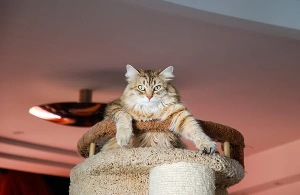 Gatos Encantadoras Mascotas Esponjosas Vida Cotidiana Del Gato — Foto de Stock