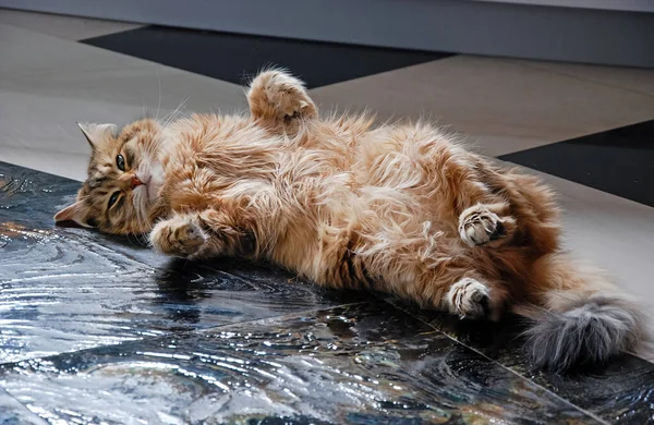かわいいふわふわのペット 猫の日常生活 — ストック写真