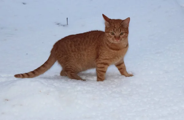 Katzen Ein Lieblich Flauschiges Haustier — Stockfoto