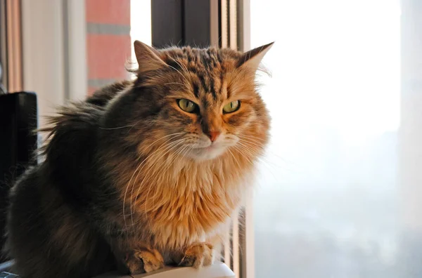 Een Katten Mooie Pluizig Een Huisdieren Kitty — Stockfoto