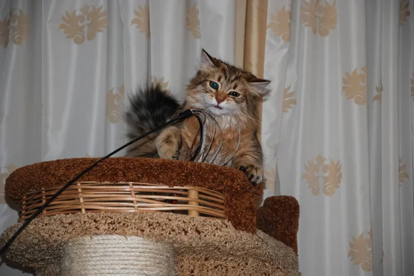 Γάτες Υπέροχο Αφράτο Κατοικίδια Ζώα Γατούλα — Φωτογραφία Αρχείου