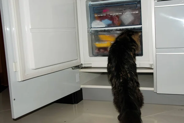 Een Katten Mooie Pluizig Een Huisdieren Kitty — Stockfoto