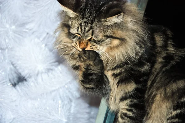 一只猫 可爱的绒毛宠物 小猫咪 — 图库照片