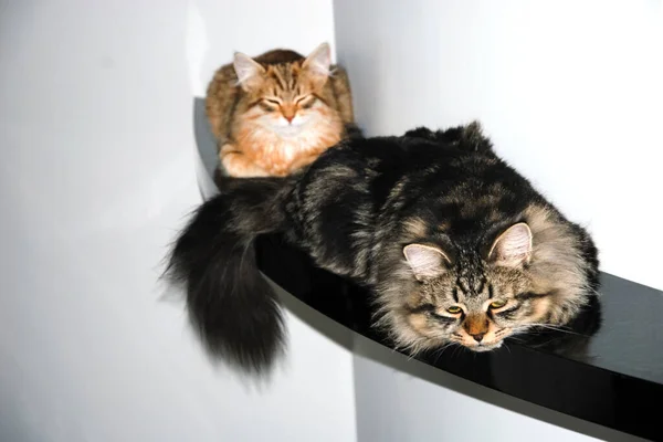 Koty Puszyste Piękne Zwierzęta Kitty — Zdjęcie stockowe