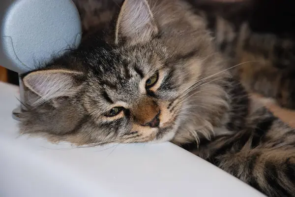 Kočky Krásné Nadýchané Domácí Zvířata Kitty — Stock fotografie