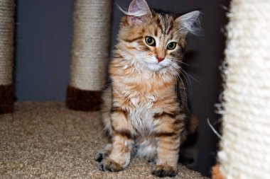 bir kedi, güzel kabarık bir evcil hayvan. Kitty