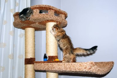 bir kedi, güzel kabarık bir evcil hayvan. Kitty