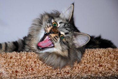 bir kedi, güzel kabarık bir evcil hayvan. Kitty