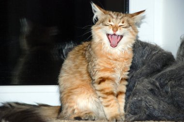 bir kedi, güzel kabarık bir evcil hayvan. Kitty