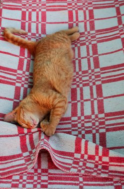 Kediler, sevimli tüylü bir evcil hayvan.