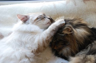 bir kedi, güzel kabarık bir evcil hayvan. Kitty