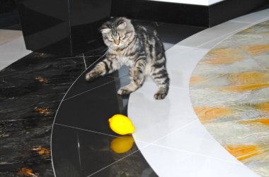 bir kedi, güzel kabarık bir evcil hayvan. Kitty