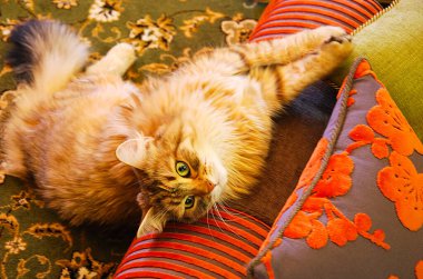 bir kedi, güzel kabarık bir evcil hayvan. Kitty