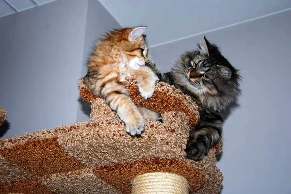 Koty Puszyste Piękne Zwierzęta Kitty — Zdjęcie stockowe