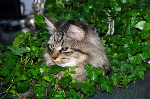 Koty Puszyste Piękne Zwierzęta Kitty — Zdjęcie stockowe