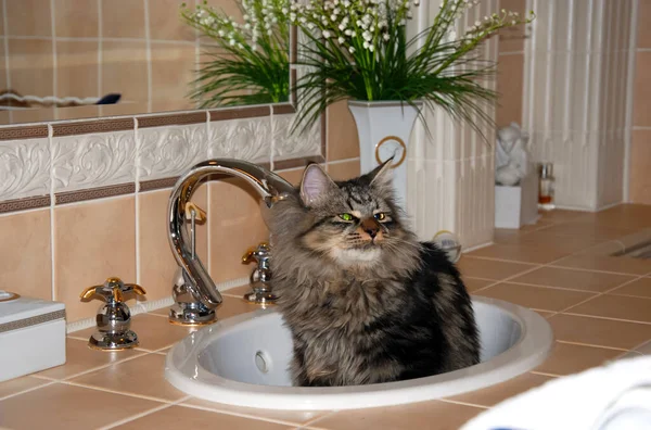 bir kedi, güzel kabarık bir evcil hayvan. Kitty