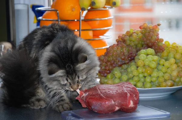 bir kedi, güzel kabarık bir evcil hayvan. Kitty