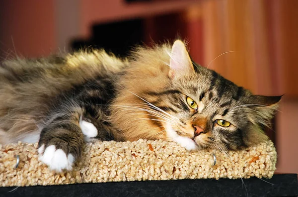 Γάτες Υπέροχο Αφράτο Κατοικίδια Ζώα Γατούλα — Φωτογραφία Αρχείου