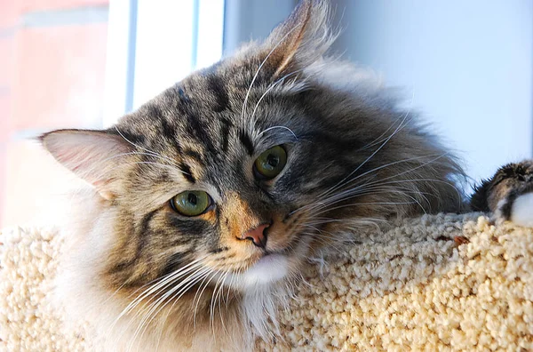 Een Katten Mooie Pluizig Een Huisdieren Kitty — Stockfoto