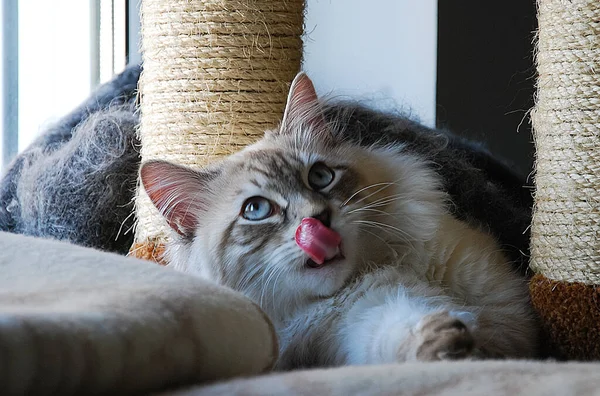 Кішки Милі Пухнасті Домашні Тварини Кошеня — стокове фото