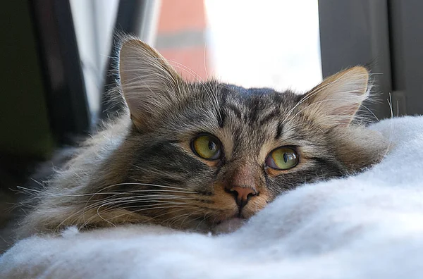 Een Katten Mooie Pluizig Een Huisdieren Kitty — Stockfoto