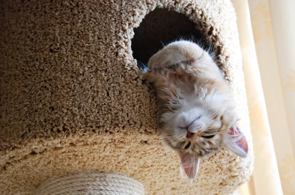 Кошки Милые Пушистые Домашние Животные Kitty — стоковое фото