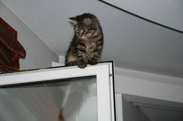 Кошки Милые Пушистые Домашние Животные Kitty — стоковое фото