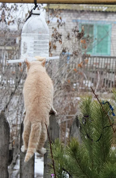 Gatti Bel Morbido Animali Domestici — Foto Stock