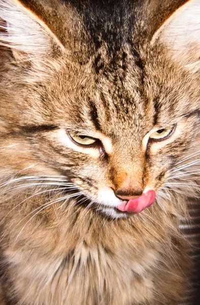 Słodkie Koty Futrzane Zwierzaki Przyjaciele Kot Domowy — Zdjęcie stockowe