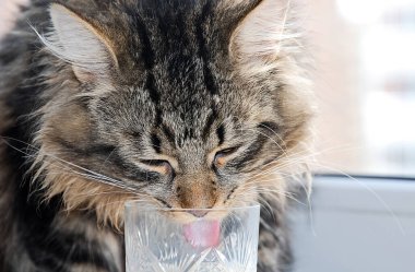 Şirin kediler, tüylü hayvanlar ve arkadaşlar. Evcil kedi.