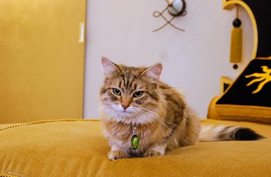 Şirin kediler, tüylü hayvanlar ve arkadaşlar. Evcil kedi.