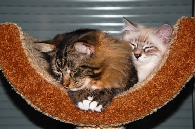 bir kedi, güzel kabarık bir evcil hayvan. Kitty