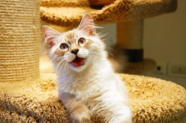 bir kedi, güzel kabarık bir evcil hayvan. Kitty