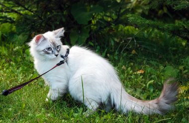 Kediler, sevimli tüylü hayvanlar. Kedi 'nin günlük hayatı