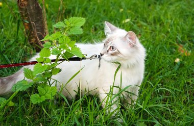 Kediler, sevimli tüylü hayvanlar. Kedi 'nin günlük hayatı