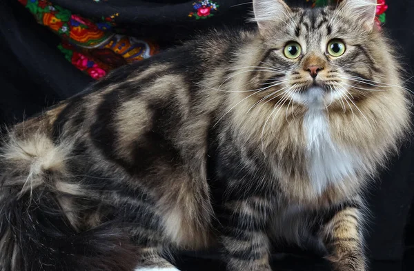 Söta Katter Lurviga Husdjur Och Vänner Tamkatt — Stockfoto