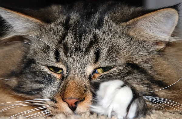 Lindos Gatos Mascotas Peludas Amigos Gato Doméstico — Foto de Stock