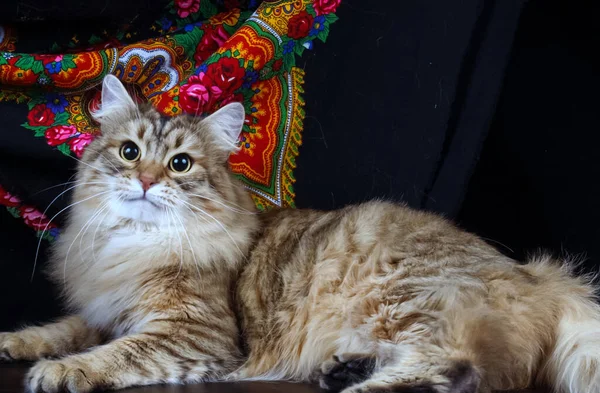 Leuke Katten Harige Huisdieren Vrienden Huiskat — Stockfoto