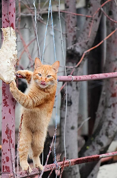 고양이 스러운 — 스톡 사진