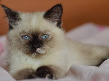 Bir kedi, sevimli pofuduk bir evcil hayvan. Yavru kedi