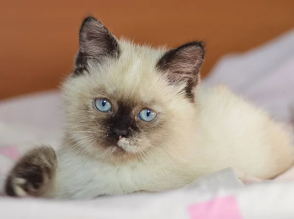 Een Kat Heerlijk Pluizig Een Huisdier Poesje — Stockfoto