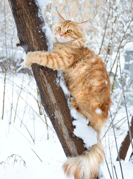 Кошки Милые Пушистые Домашние Животные Котенок — стоковое фото